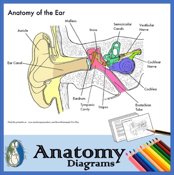 Cross-sectional Human Anatomy