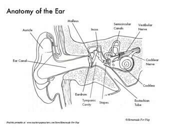 Cross Sectional Anatomy Human Anatomy Diagrams