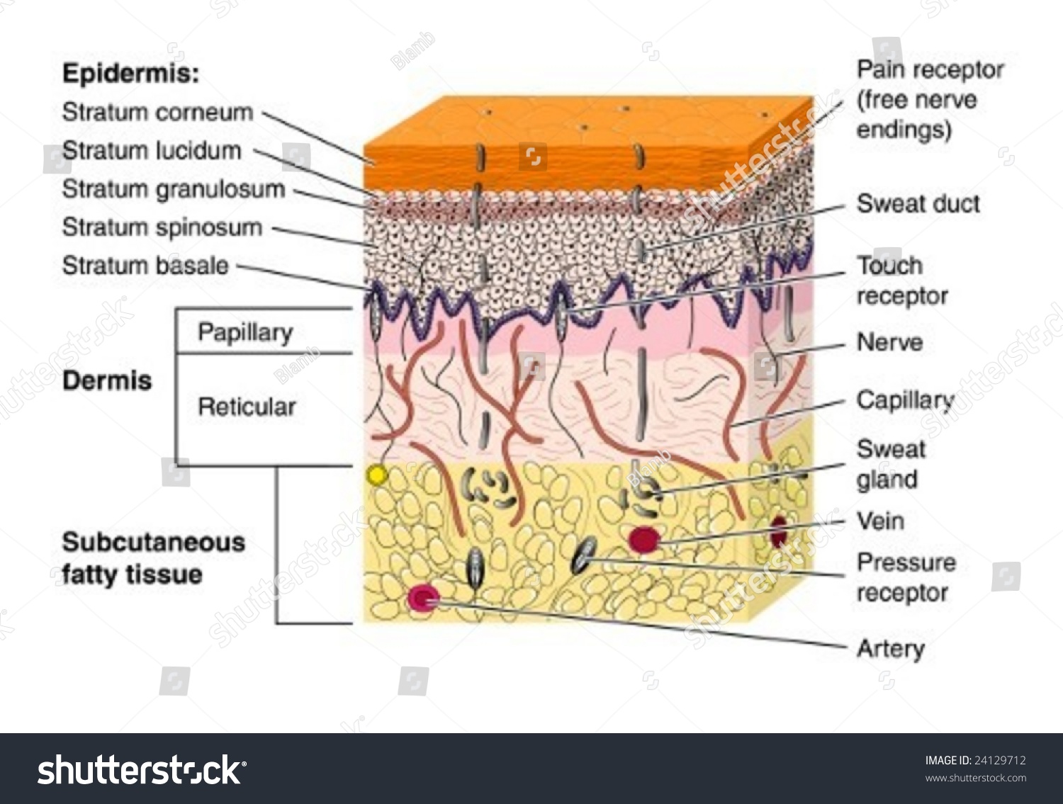 Sectional Anatomy of the Abdomen and Pelvis (Out of Print)