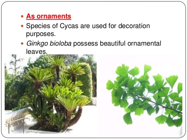 What Is the Economic Importance of Gymnosperms