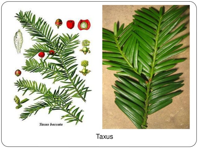 The Gymnosperms Chhaya Biswas Springer