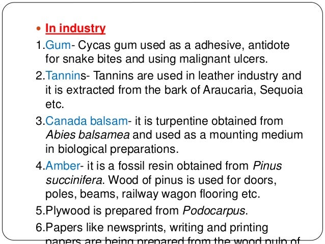 Conifer Economic importance Britannica.com