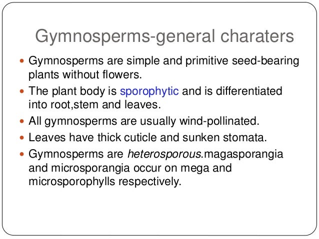 Traditional Medicinal and Economic Uses of Gymnosperms