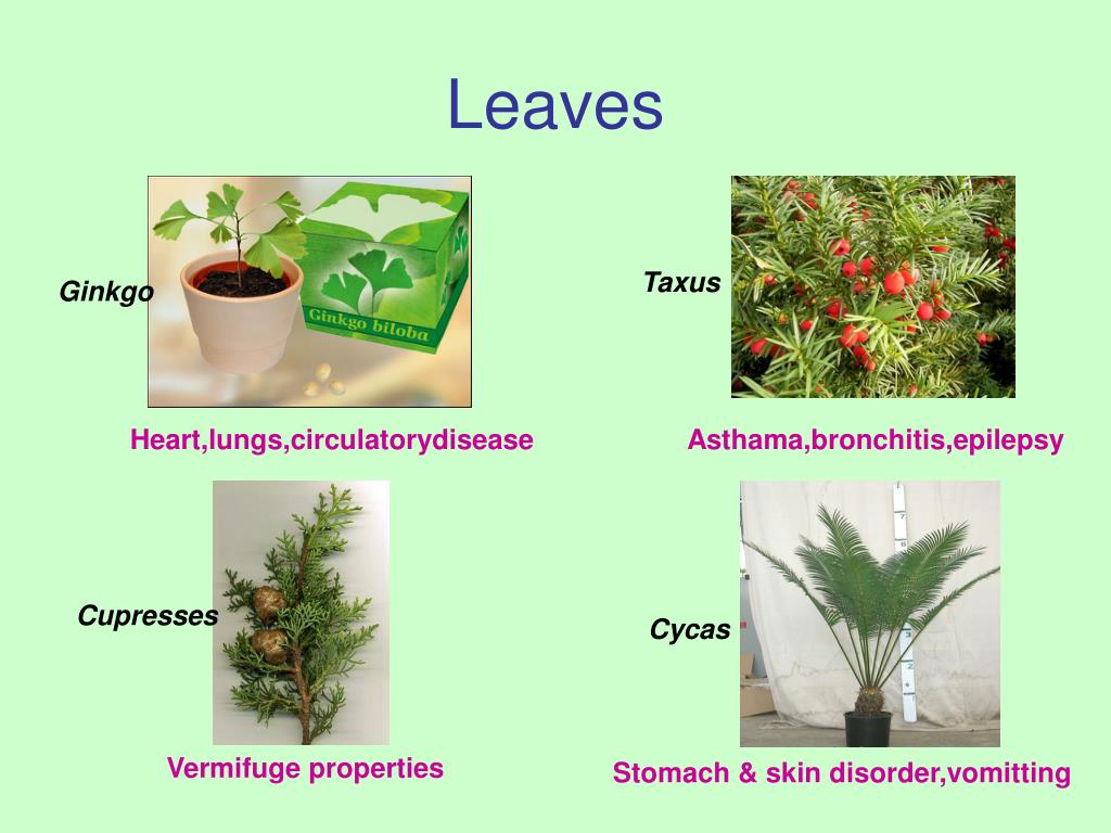 Uses Of Pteridophytes PLant Classification