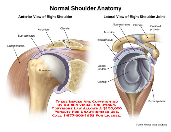 Physiological cross-sectional area Wikipedia