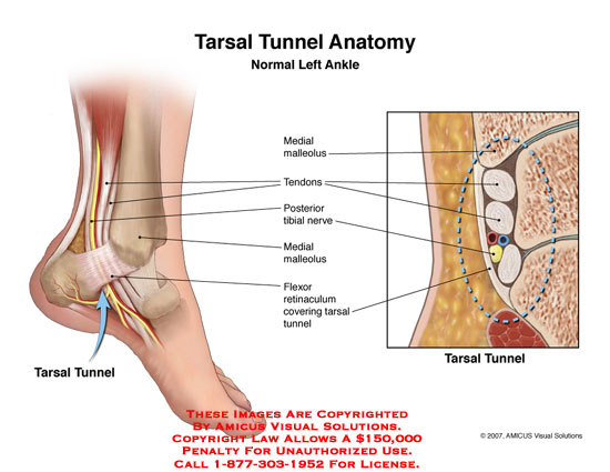 What Is The Cross Section In Anatomy? YouTube