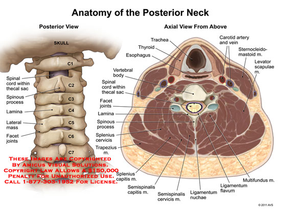 Cross-sectional Anatomy of the Chest Abdomen and Pelvis